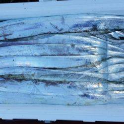 オーフリー 釣果