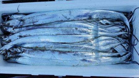 オーフリー 釣果