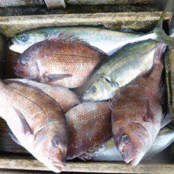 海釣り公園みかた 釣果