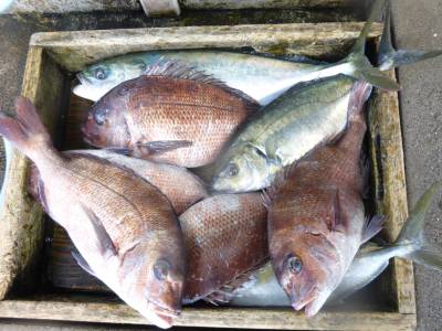 海釣り公園みかた 釣果