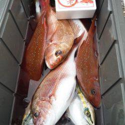 千代丸 釣果