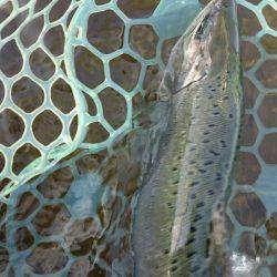 みどりフィッシングエリア 釣果