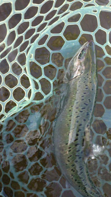 みどりフィッシングエリア 釣果