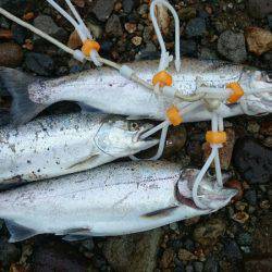 みどりフィッシングエリア 釣果