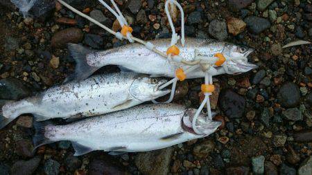 みどりフィッシングエリア 釣果