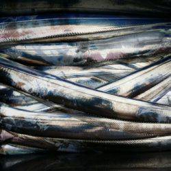 オーフリー 釣果