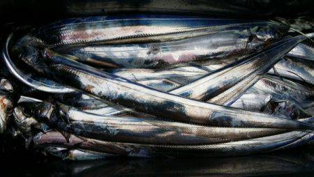 オーフリー 釣果