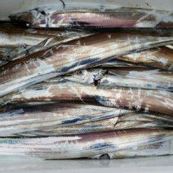 オーフリー 釣果