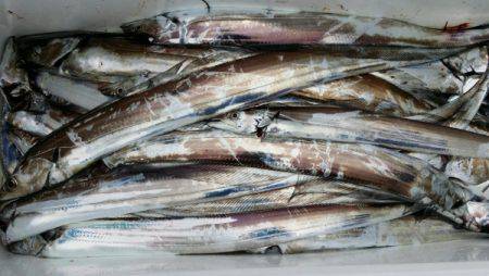 オーフリー 釣果