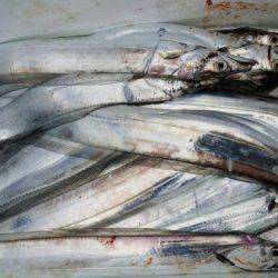 オーフリー 釣果