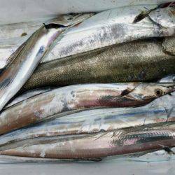 オーフリー 釣果