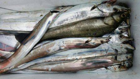 オーフリー 釣果