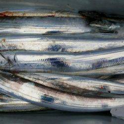 オーフリー 釣果