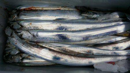 オーフリー 釣果