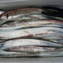 オーフリー 釣果