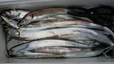 オーフリー 釣果