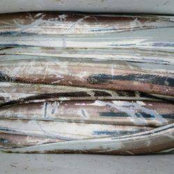 オーフリー 釣果