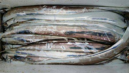 オーフリー 釣果