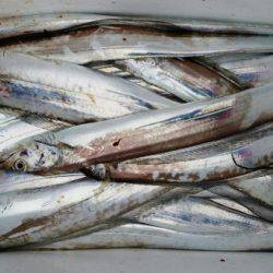 オーフリー 釣果