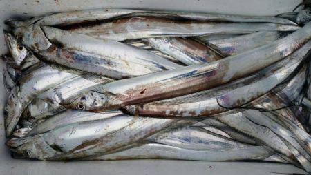 オーフリー 釣果