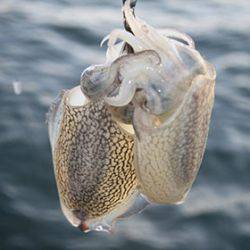 松本釣船２ 釣果