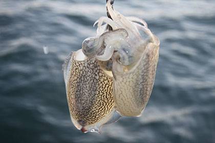 松本釣船２ 釣果