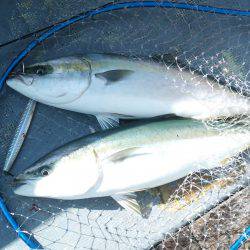 ファイヤードルフィン 釣果