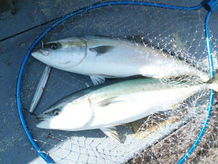 ファイヤードルフィン 釣果