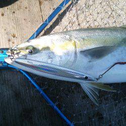 ファイヤードルフィン 釣果