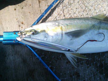 ファイヤードルフィン 釣果