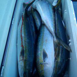 ファイヤードルフィン 釣果