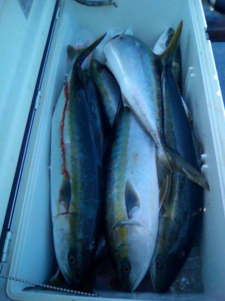 ファイヤードルフィン 釣果