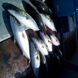 ファイヤードルフィン 釣果