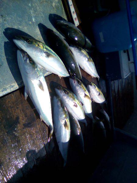 ファイヤードルフィン 釣果