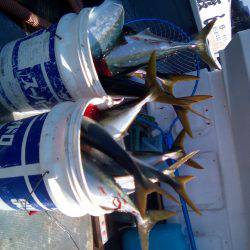 ファイヤードルフィン 釣果