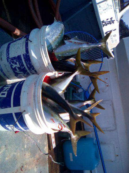 ファイヤードルフィン 釣果