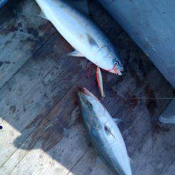 ファイヤードルフィン 釣果