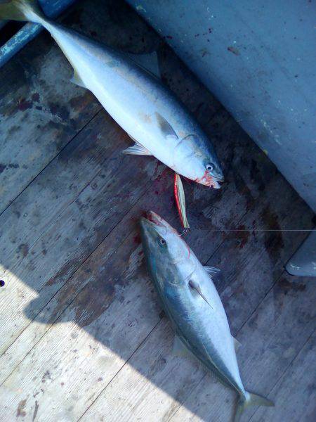 ファイヤードルフィン 釣果