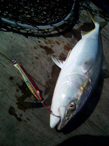 ファイヤードルフィン 釣果