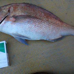 松名瀬フィッシングパーク 釣果