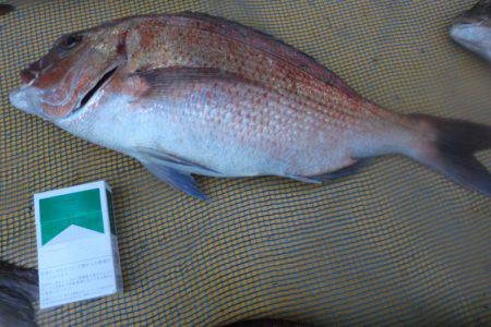 松名瀬フィッシングパーク 釣果