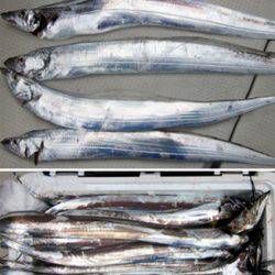 来温丸(らいおんまる) 釣果