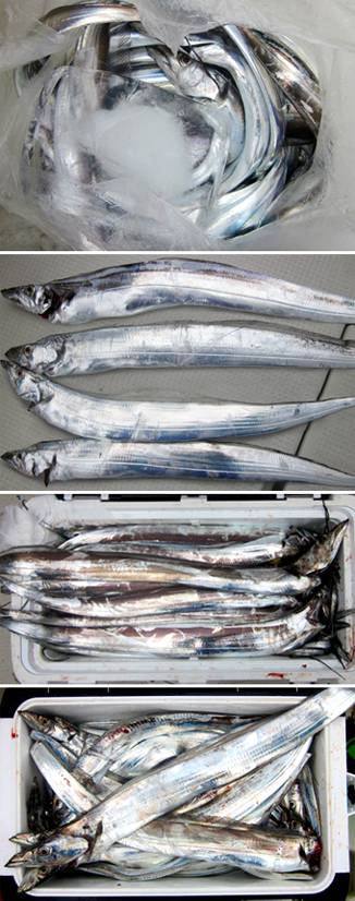 来温丸（らいおんまる） 釣果