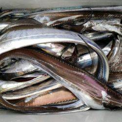 オーフリー 釣果