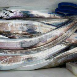 オーフリー 釣果