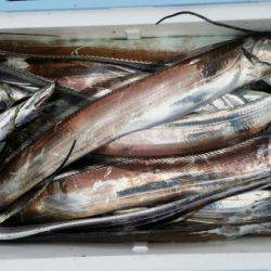 オーフリー 釣果