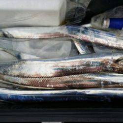 オーフリー 釣果