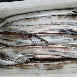 オーフリー 釣果