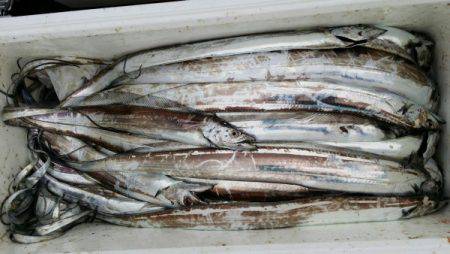 オーフリー 釣果