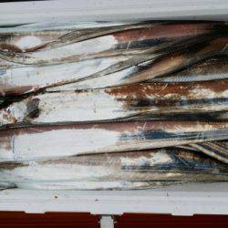 オーフリー 釣果